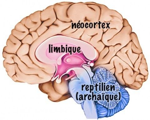 Pourquoi nous devrions écouter nos émotions !